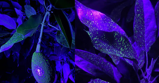 Optimising Spray precision with AgDrone.au